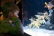 Sonderausstellung "Schloss der Seedrachen" seit April 2011 (©Foto: Sea Life München)
